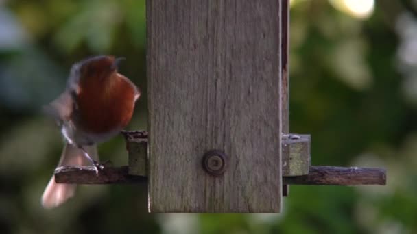 Video Clip Robin Comer Semillas Corazones Girasol Comedero Aves Madera — Vídeos de Stock