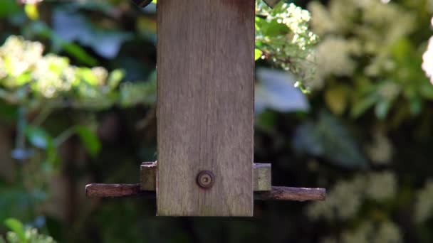 夏の間に英国の庭で木製の鳥のフィーダーから ヒマワリの心を食べる青いティットの4Kビデオクリップ — ストック動画