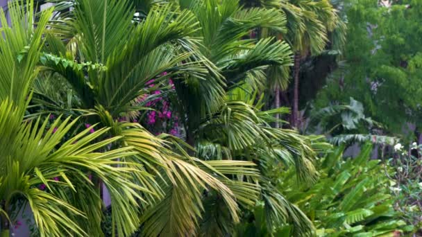 Тропический Дождь Ливень Гроза Зеленых Джунглях Пальмами — стоковое видео
