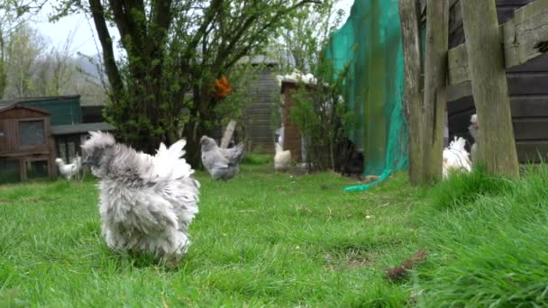 Video Clip Free Range Chickens Walking Country Farm Foraging Food — Stock Video