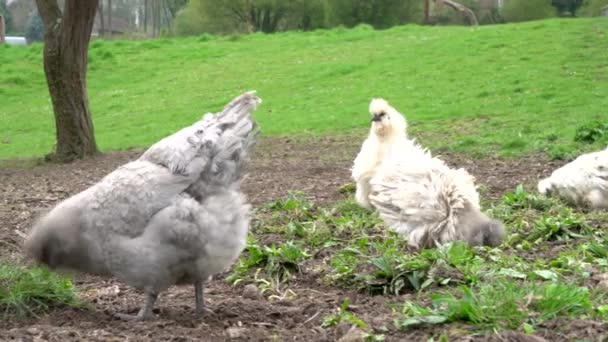 Videoklipp Frigående Kycklingar Runt Ett Land Gård Födosök För Mat — Stockvideo