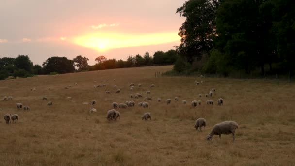 Rebaño Ovejas Corderos Pastando Sobre Hierba Campo Inglés Atardecer Amanecer — Vídeos de Stock