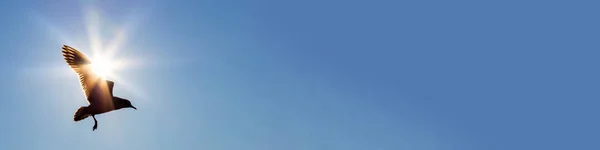 Vogel vliegen voor de zon in een blauwe hemel — Stockfoto