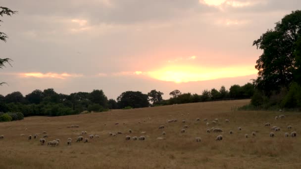 在日落或日出时 在英国乡村的田野上 羊群或羔羊在草地上放牧 树木环绕 英国在夏季的夜晚 — 图库视频影像