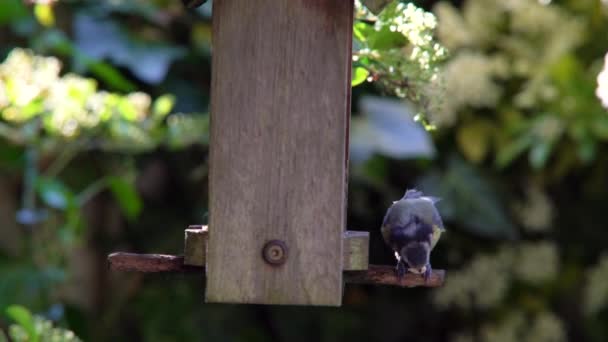 夏の間に英国の庭で鳥のフィーダーから ヒマワリの心を食べる青い乳を食べる4Kビデオクリップ — ストック動画