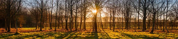 日落或日出通过树木全景网络横幅 — 图库照片