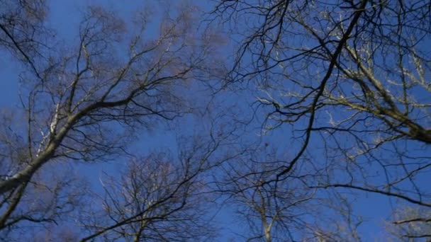青い空に対して裸の枝の木の天蓋を調べる4K安定化ビデオ回転カメラ — ストック動画