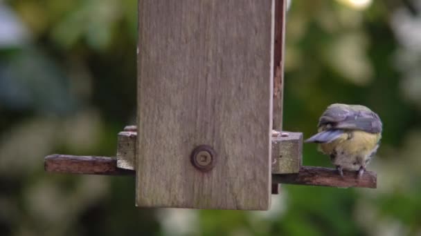 夏の間に英国の庭で木製の鳥のフィーダーから ヒマワリの心を食べる青いティットの4Kビデオクリップ — ストック動画