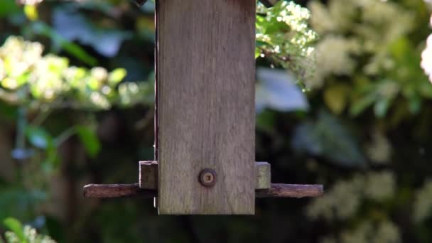 夏の間に英国の庭で木製の鳥のフィーダーから ヒマワリの心を食べる青いティットの4Kビデオクリップ — ストック動画