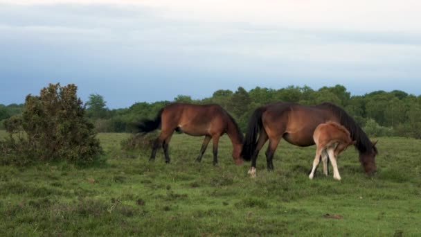 Rodzina Trzech Dzikich Koni Jedzą Trawę Łące Lub Polu — Wideo stockowe