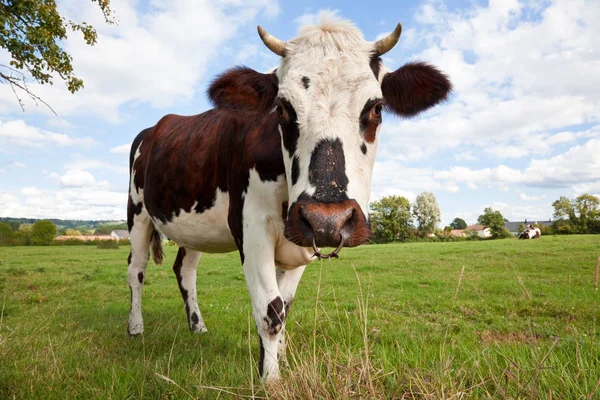 Mucca o toro in un campo Normandia, Francia, Europa — Foto Stock