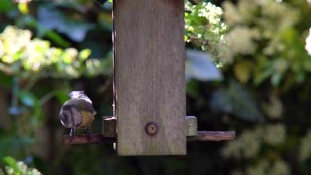 Video Clip Teta Azul Comiendo Semillas Corazones Girasol Comedero Aves — Vídeos de Stock