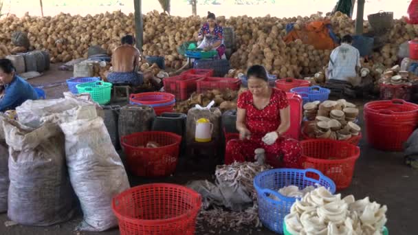 Les Travailleurs Vietnamese Local Traitent Les Coconuts Dans Usine Delta — Video