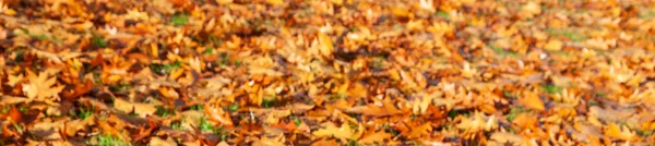 Panorama Web Banner Golden Autumn Fall Leaves Panoramic Background — Stock Photo, Image