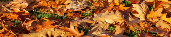 Panorama Web Banner Zlatý podzim Podzim listí panoramatické pozadí — Stock fotografie