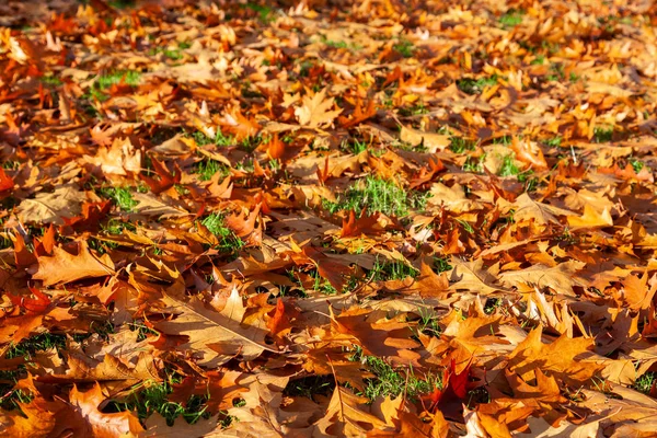 Goldenen Herbst Herbst Blätter Hintergrund — Stockfoto