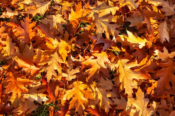 Golden Herfst herfst bladeren achtergrond — Stockfoto