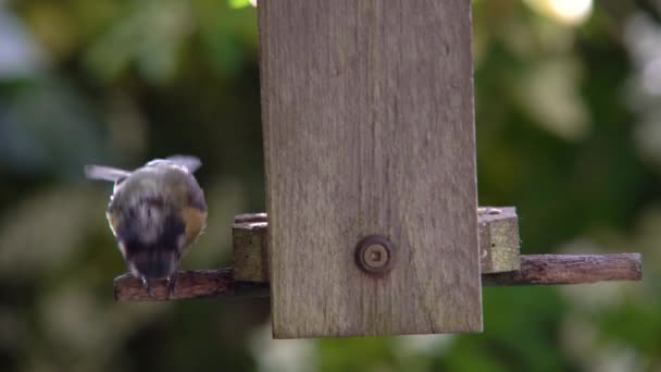 정원에서 피더에서 해바라기 마음의 비디오 — 비디오