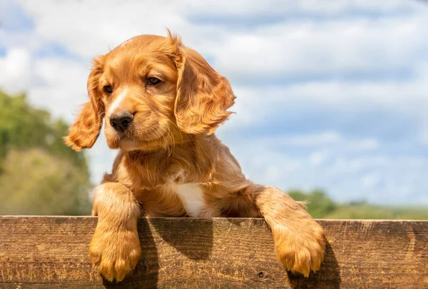 Lindo Perro Cachorro Marrón Dorado Apoyado Una Valla Madera Afuera —  Fotos de Stock