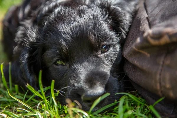 クッションの横に草の上で日光の下で寝てかわいい黒子犬犬 — ストック写真