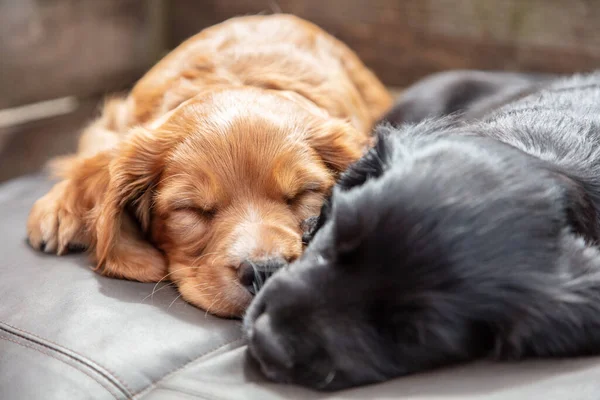 Bonitos Cachorros Pretos Marrons Dormindo Sol Uma Almofada — Fotografia de Stock