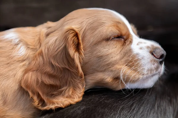 Câini Drăguți Cățeluși Negri Maro Care Dorm Soare Unul Peste — Fotografie, imagine de stoc
