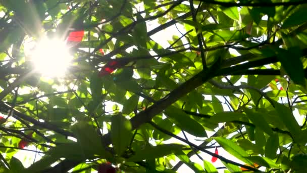 Güneş Işığı Kırmızı Yeşil Yapraklar Photinia Kırmızı Robin Ağacının Dalları — Stok video