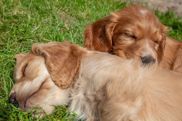 Cute Brown Puppy Dogs Sleeping Sunshine Grass — Stock Photo, Image