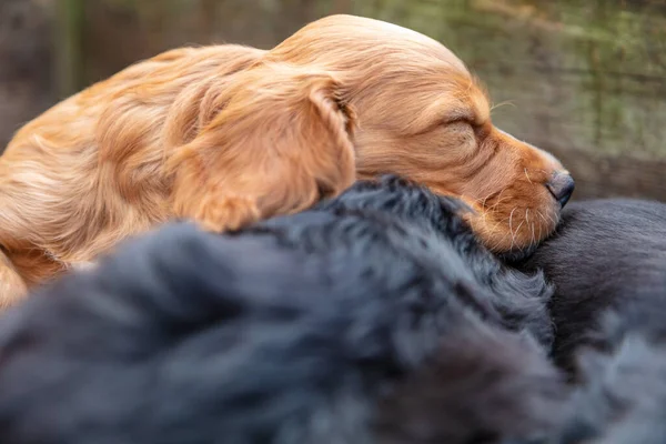 可愛いです黒と茶色の子犬犬の文字は太陽の下で外で寝て — ストック写真