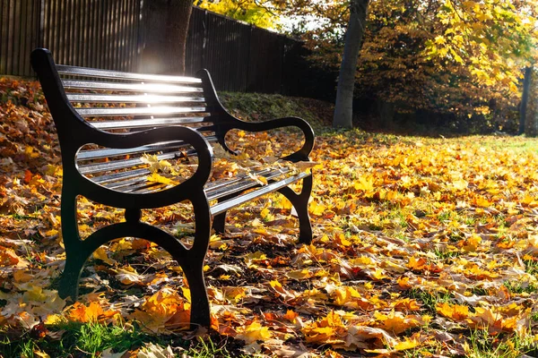 Verlies Rouw Concept Leeg Park Bank Omgeven Door Bomen Gouden — Stockfoto