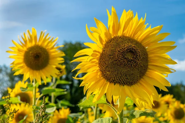 Floarea Soarelui Într Câmp Floarea Soarelui Soarele Vară — Fotografie, imagine de stoc