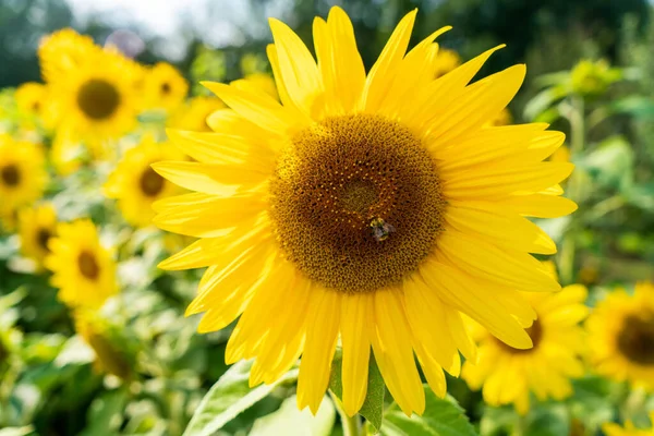 Lebah Mengumpulkan Serbuk Sari Atas Bunga Matahari Ladang Bunga Matahari — Stok Foto