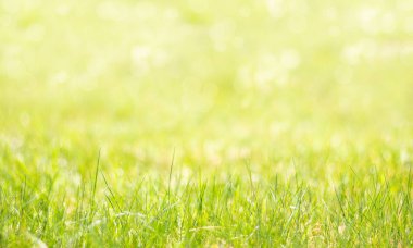 Bahar arka plan ile ön cephede. Tümleştirilmesidir renkli doğal arka plan bulanıklık.