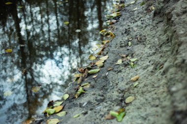 Sonbahar sonbahar ağaçları arka plan sarı doğa yakın bırakır 