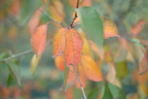 Harmonia Cores Amarelas Verdes — Fotografia de Stock