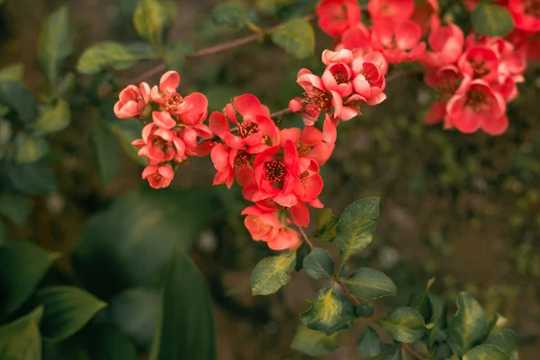 Henomelis Japoński Kwiat Quince Ogrodzie — Zdjęcie stockowe
