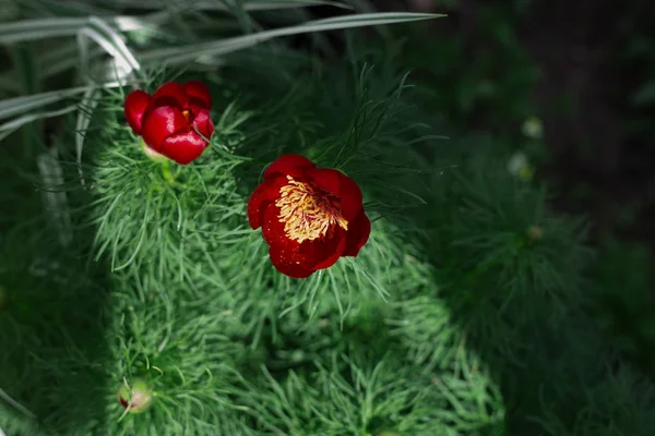 Parkta Paeonia tenuifolia çiçeği