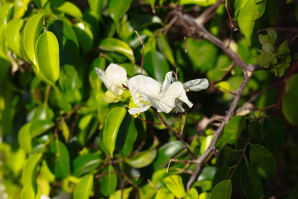 Fleur Blanche Fond Exotique — Photo