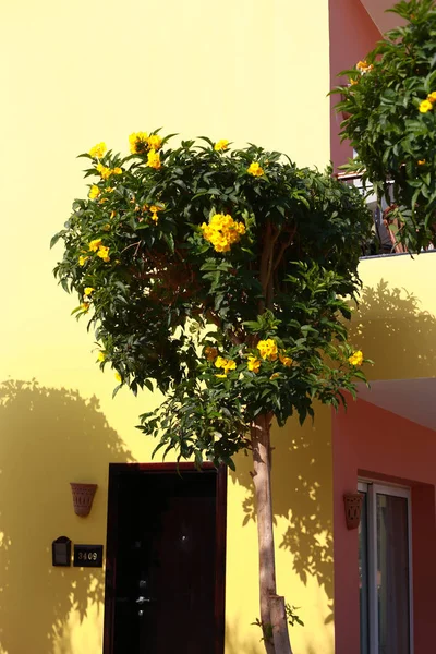Limon ağacı ve sarı duvar