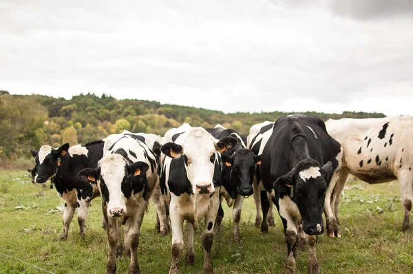 La manada de vacas lecheras Holstein pastando en el pasto durante el cálido día soleado en el verano — Foto de Stock