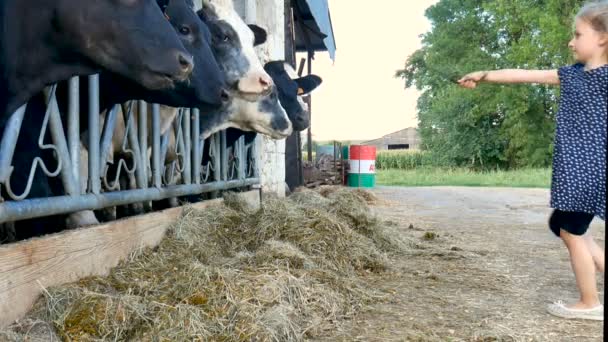 Niña de pelo rubio dando hierba verde a las vacas negras y blancas y riendo. Alimentación animal, concepto de agricultura ecológica . — Vídeo de stock