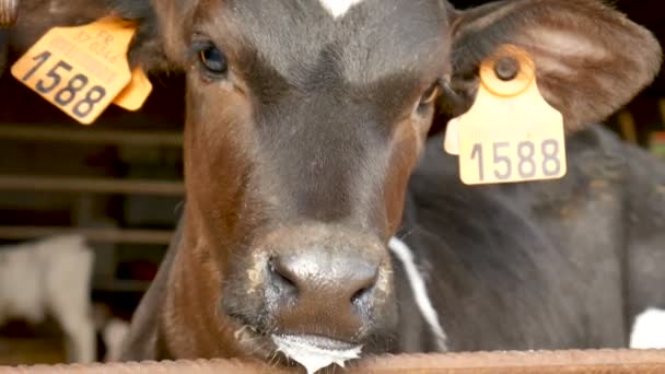 Detailní portrét telete po vypití mléka na farmě. Mladá černá a bílá Holstein kráva uvnitř stodoly zemědělci. — Stock video