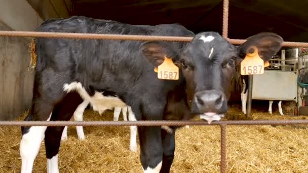 Portrét telete po vypití mléka na farmě. Mladá černá a bílá Holstein kráva uvnitř stodoly zemědělci. — Stock video