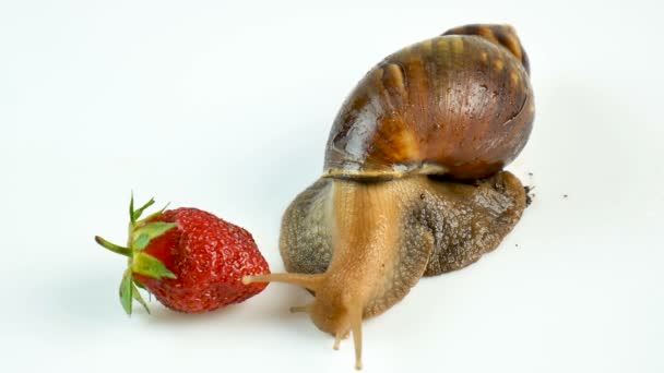 一只巨大的 ahaatin 蜗牛围着新鲜的草莓浆果爬行。嗅闻它。素食 — 图库视频影像