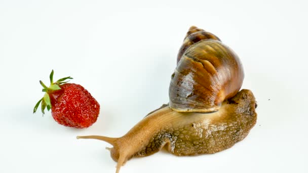 Eine riesige Schnecke aus ahatina kriecht um eine frische Erdbeere — Stockvideo