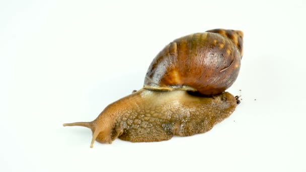 El caracol marrón gigante de ahaatin endereza sus cuernos — Vídeo de stock