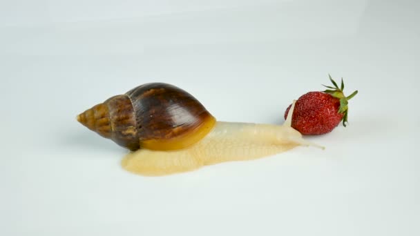 Γίγαντας σαλιγκάρι Ahatina τρώει φρέσκες φράουλες σε λευκό φόντο — Αρχείο Βίντεο