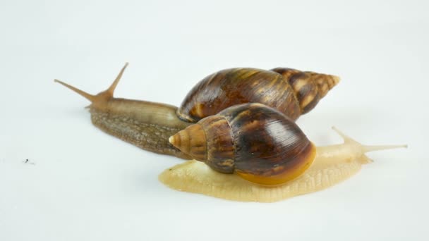 Dwa ślimaki ahatina na białym tle pełzanie i poruszać rogi. Korzystanie z ślimaki w medycynie i kosmetologii — Wideo stockowe