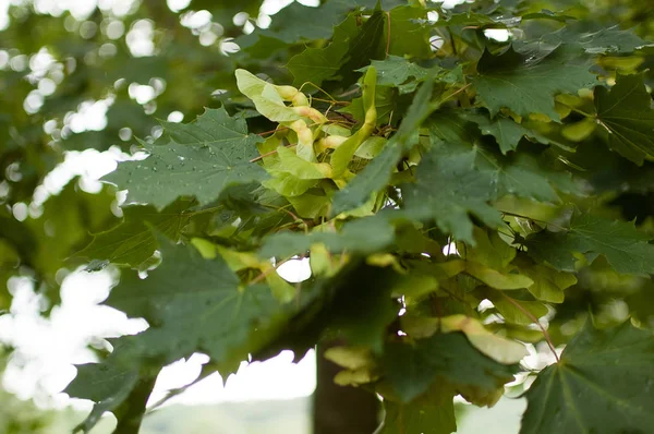 Gröna lönnlöv och mognande lönn frön i augusti på en vacker bokeh bakgrund — Stockfoto