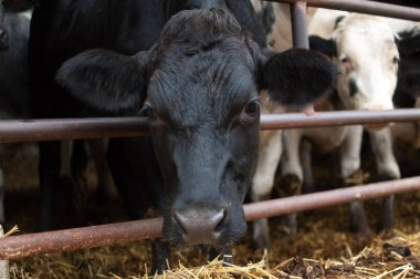 İni, eko tarım kavramı iki siyah beyaz inek portresi